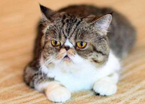 大脸盘子，扁鼻子，短毛版的波斯猫—异国短毛猫
