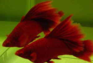 不同生长期的红箭鱼，我们该如何合理的进行投喂？