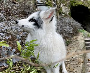 雪貂、白狐等罕见动物频频出没，为何说这并不是好事？