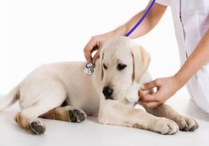 狗感冒的药有哪些？人用的可以吃吗？具体治疗方法参考