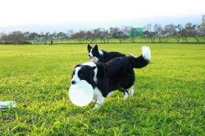 让狗狗玩飞盘的注意事项（怎么训练边牧接飞盘？）