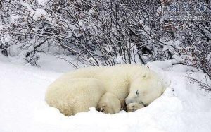 地球上15大冬天冬眠的动物（什么动物最爱睡觉）