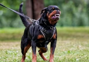 盘点世界上最凶悍的十大猛犬！世上最凶猛的十大恶犬排名
