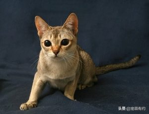 世界上体型最小的猫咪（新加坡猫的介绍）