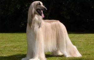 毛发最长的6种狗狗，总有一种合你心意