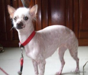 中国冠毛犬，不用张着嘴伸出舌来散热，它是唯一靠汗腺排汗的犬种