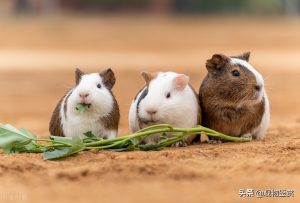 荷兰猪是最受欢迎的宠物鼠类之一，荷兰猪该怎么养？要准备什么？