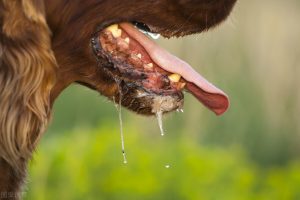 狗狗总是“流口水”的原因（为什么狗狗总是流口水？）