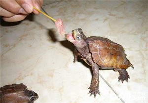 枫叶龟好养吗？枫叶龟是吃什么东西？