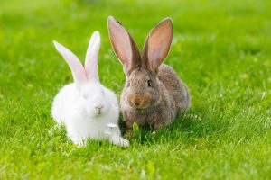 兔子品种有多少？兔子是怎么分品种的？