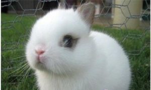 侏儒海棠兔的护理知识，照顾侏儒海棠兔的技巧