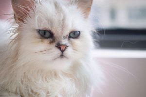 波斯猫为什么容易有遗传病？波斯猫有什么缺点？