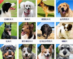 狗狗智商排名前8位是哪几种狗狗？智商排名靠前的狗狗