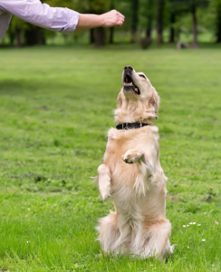 训练狗狗实用的6个技巧（怎么样训练狗狗？）