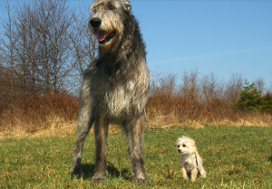 世界大型猛犬排名：最大的犬比肩人（大丹犬）