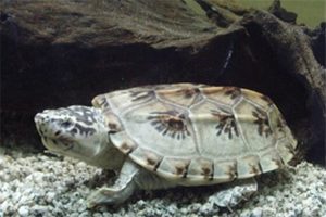 地球上10大乌龟（乌龟的图片）