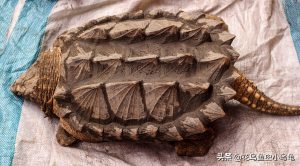 18种常见的乌龟（乌龟的介绍）