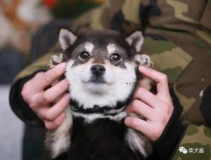 日本的黑色柴犬和中国的四眼犬怎么区分？柴犬和田园犬的差别