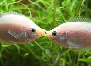 接吻鱼的外貌特征（接吻鱼的基本介绍）