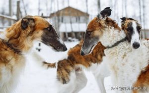 百科苏俄猎狼犬，华丽的锥子脸贵族