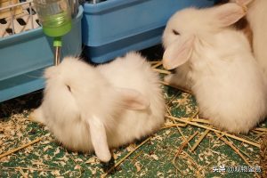 养兔子时，怎么给小兔子做一个窝？兔窝怎么做简单又方便？