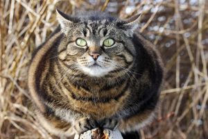 猫咪到底该如何减肥？怎么帮助猫咪减肥？