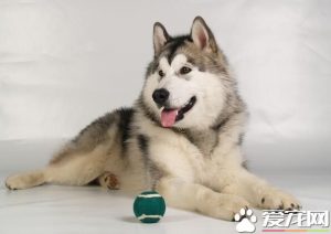 阿拉斯加雪橇犬如何养选择适口性好的狗粮？什么狗粮适合阿拉斯加？