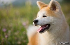 秋田犬和柴犬哪个比较好养和温顺？