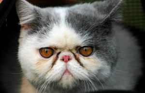 大脸盘子，扁鼻子，短毛版的波斯猫—异国短毛猫