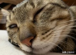 猫咪睡觉为啥会翻白眼？猫咪翻白眼的原因