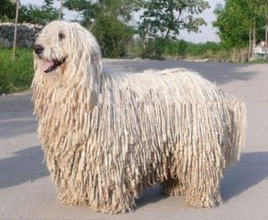 毛发最长的6种狗狗，总有一种合你心意