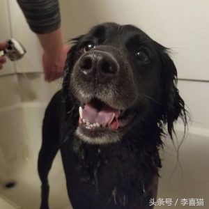 怎么给中大型狗洗澡？如何培养狗狗对洗澡的接受度？