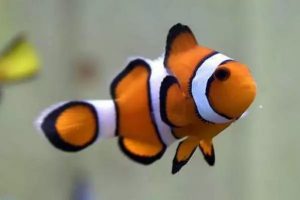 公子小丑鱼的基本介绍（饲养小丑鱼需要什么样的水温？）