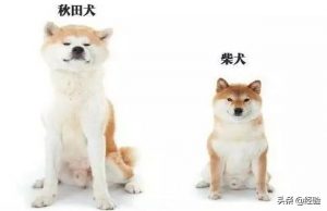 秋田犬和柴犬哪个比较好养和温顺？