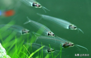 玻璃猫鱼的来源（饲养玻璃猫鱼的核心是什么？）