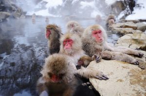 日本猕猴的基本介绍（日本猕猴居住在什么样的地方？）