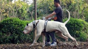 世界大型猛犬排名：最大的犬比肩人（大丹犬）