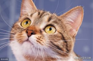 猫咪也会患上白血病？该病是怎么传播的？