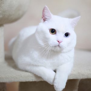 英国短毛猫最受欢迎的几种颜色（英短的颜色有多少种？）