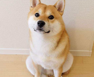 “日本”柴犬怎么样？为什么喜欢的人这么多呢（柴犬的优缺点有什么？）