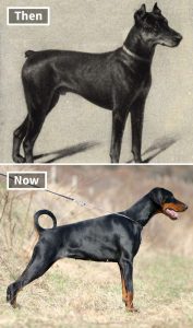 9种狗狗（100年前VS现在），这就是进化