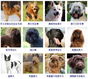 178个宠物狗品种图片大全（宠物狗品种大全）
