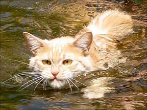 猫咪会游泳吗？什么样的猫会游泳？