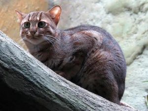 世界上最小的猫猫（锈斑豹猫）