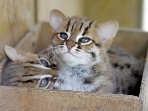 世界上最小的猫猫（锈斑豹猫）