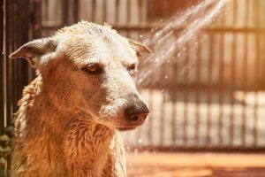 给狗狗洗澡有什么需要讲究的呢？狗狗多久一次澡才最合适呢？