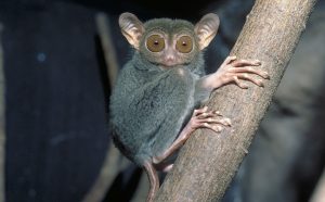 眼镜猴是最小的猴种吗？眼镜猴的外貌介绍