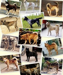 中华田园犬有哪些品种？中华田园犬分类详解，三大品系各有千秋