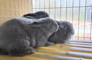 养兔子的十个有九个后悔，记住这几个养殖方法，养兔的福利！