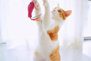 训练猫咪的5种方法（如何训练猫咪？）